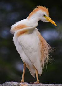 Close-up of a bird