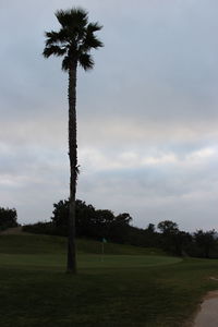 Palm trees against sky