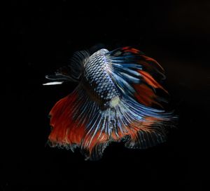 Close-up of fish swimming in sea