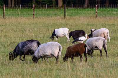 Sheep grazing in a field