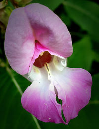 Close-up of pink flower