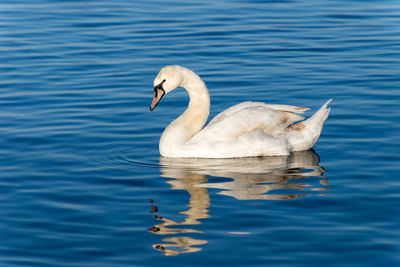 Swan swimming in lake