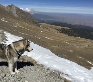 Side view of a dog on landscape