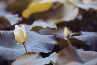 Close-up of white flowering plant leaves