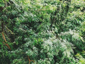 View of a forest