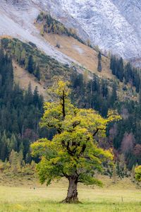 Scenic view of pine trees in forest