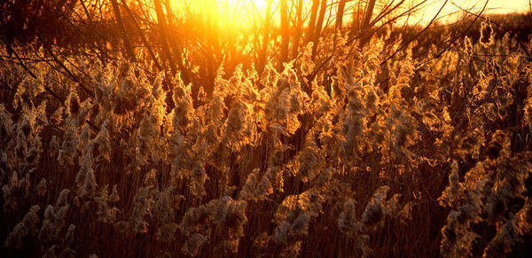 Scenic view of landscape at sunset
