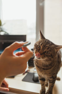 Cat on hand