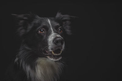 Close-up portrait of black dog