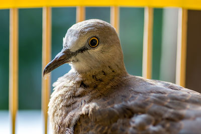 Close-up of a bird