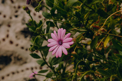 High angle view of pink flowering plants on land