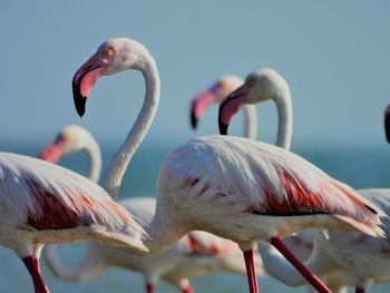 Flock of greater flamingos