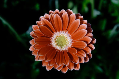 Close-up of orange flower