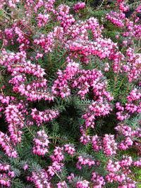 High angle view of pink flowering plants