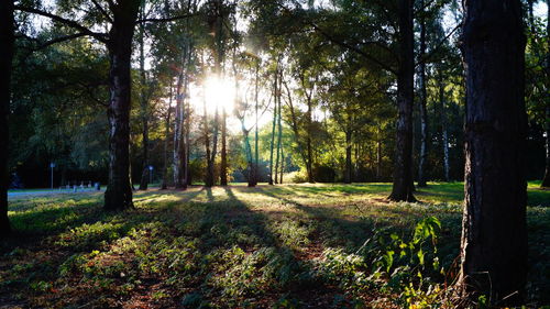 Trees on grassy field