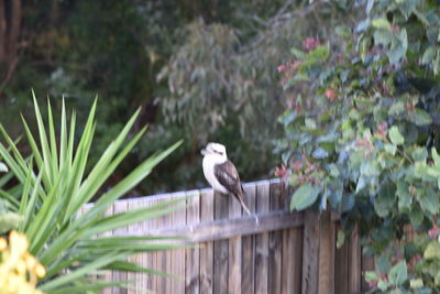 Bird perching on tree trunk