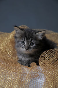 Portrait of cat relaxing on floor