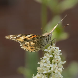 Close-up of butterfly pollinating on flower