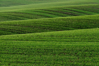 Scenic view of agricultural field