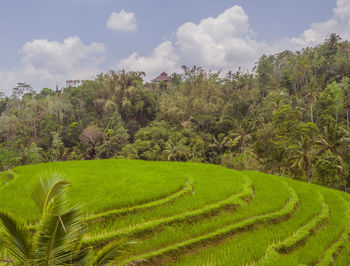 Scenic view of agricultural field against sky