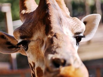 Close-up portrait of giraffe