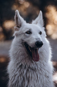Close-up of dog looking away