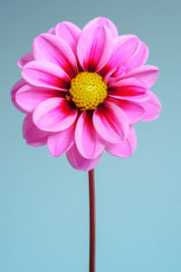 Close-up of pink flower against white background