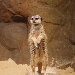 Close-up of lion standing on rock