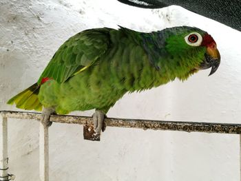 Low angle view of parrot perching on tree