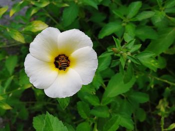 Close-up of white flowering plant