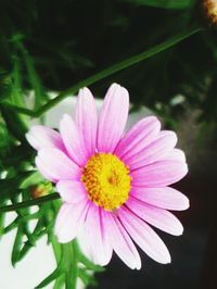 Close-up of pink flower