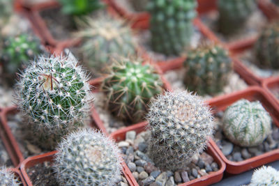 High angle view of succulent plant