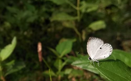 Close-up of butterfly on leaves