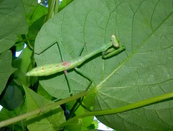 Close-up of insect on leaf