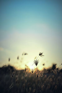 Close-up of crops growing on field against sky