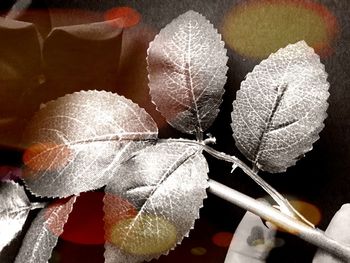 Close-up of berries on leaves