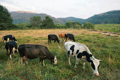 Cows on field against sky