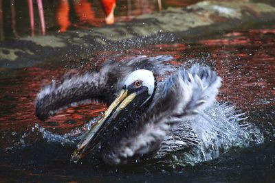 Pelican swimming in river