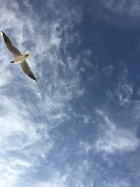 Low angle view of birds flying in sky