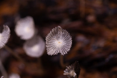 Close-up of dandelion on field