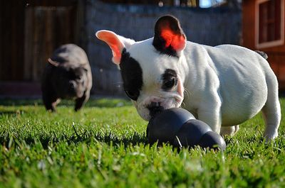 Dog walking on grassy field