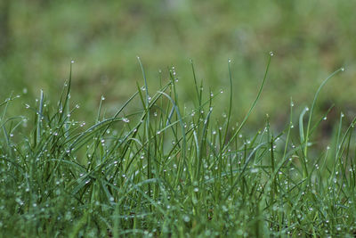 Close-up of wet grass on field