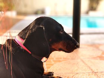 Close-up of a dog looking away