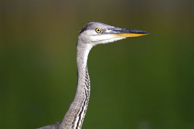 Close-up of a bird looking away