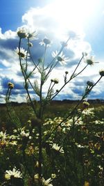 Close-up of plants against sky