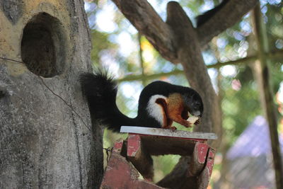 Low angle view of monkey sitting on tree