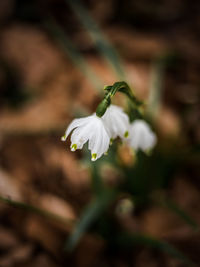 Close-up of white flower blooming outdoors