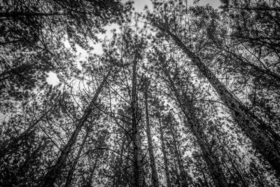 Low angle view of trees in forest