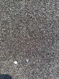 High angle view of seashell on beach