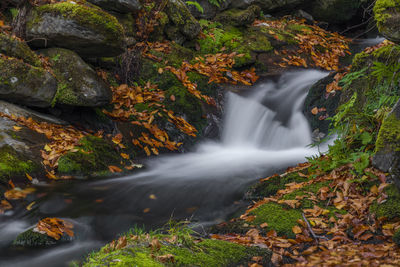 Scenic view of waterfall in forest